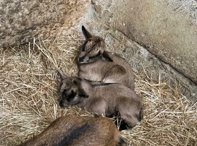 Ternaldo & Relax Κατάλυμα σε φάρμα